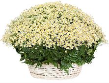 Цветочная композиция из Ромашки в корзине #REPLACE_PRED# Фирово
